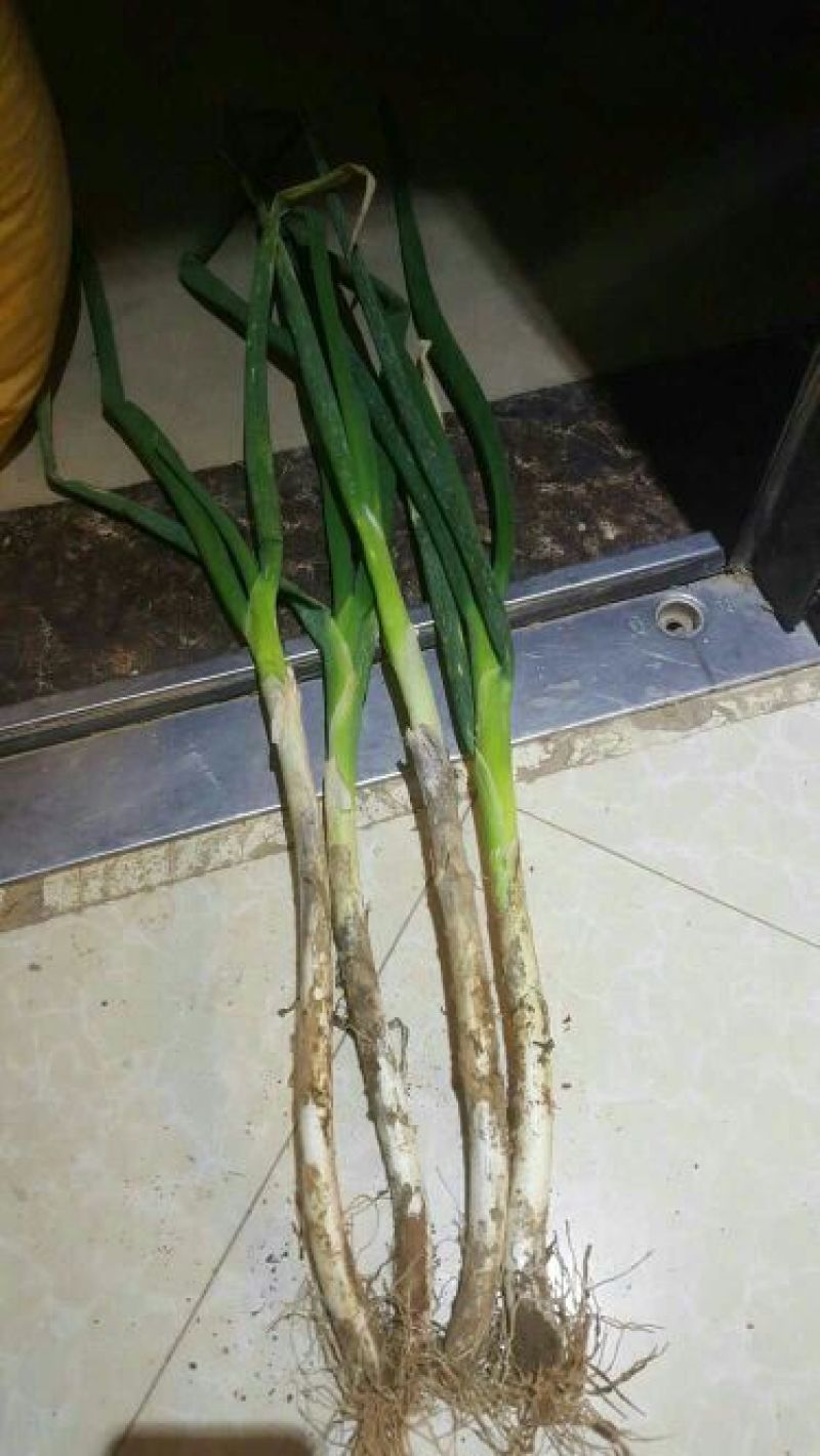 铁杆大葱25~30cm毛葱2cm左右