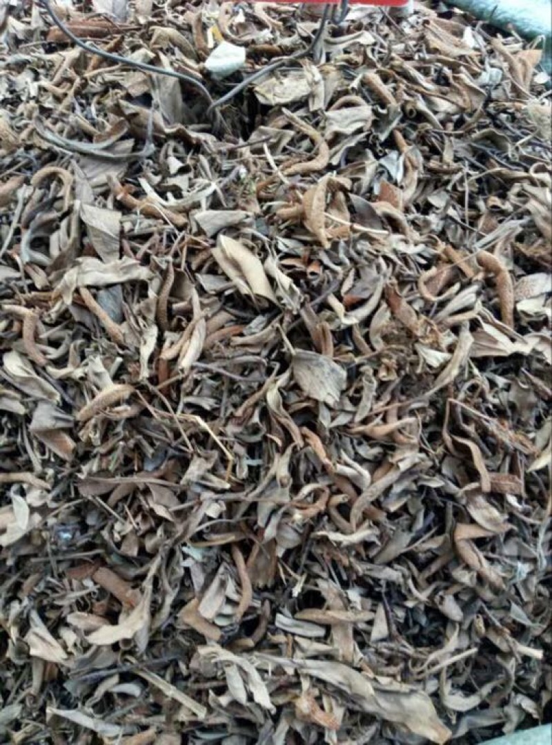 石韦小叶全草