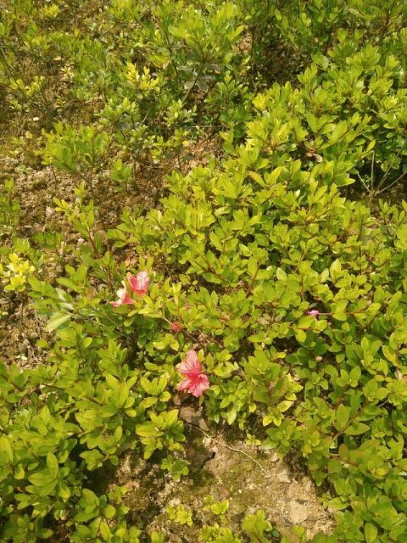 夏鹃苗20~30cm