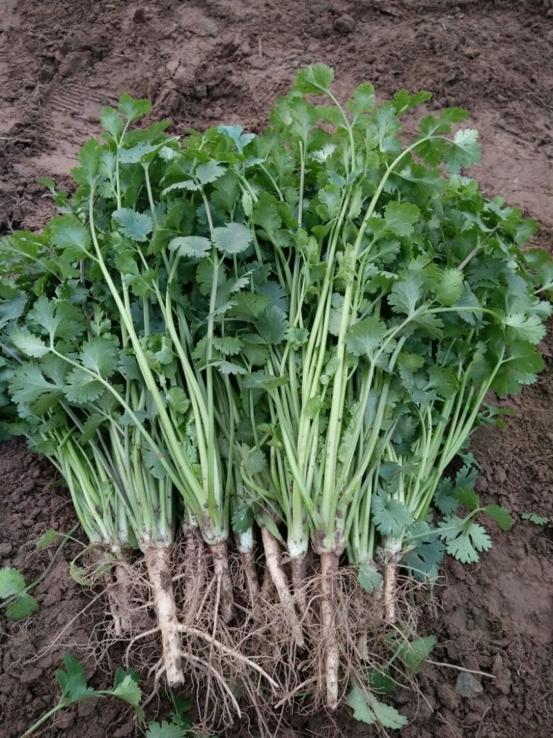 小叶香菜25~30厘米以上