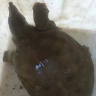 生态甲鱼2.5~3斤