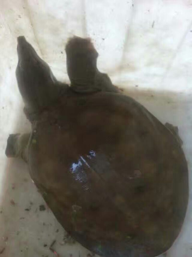 生态甲鱼2.5~3斤