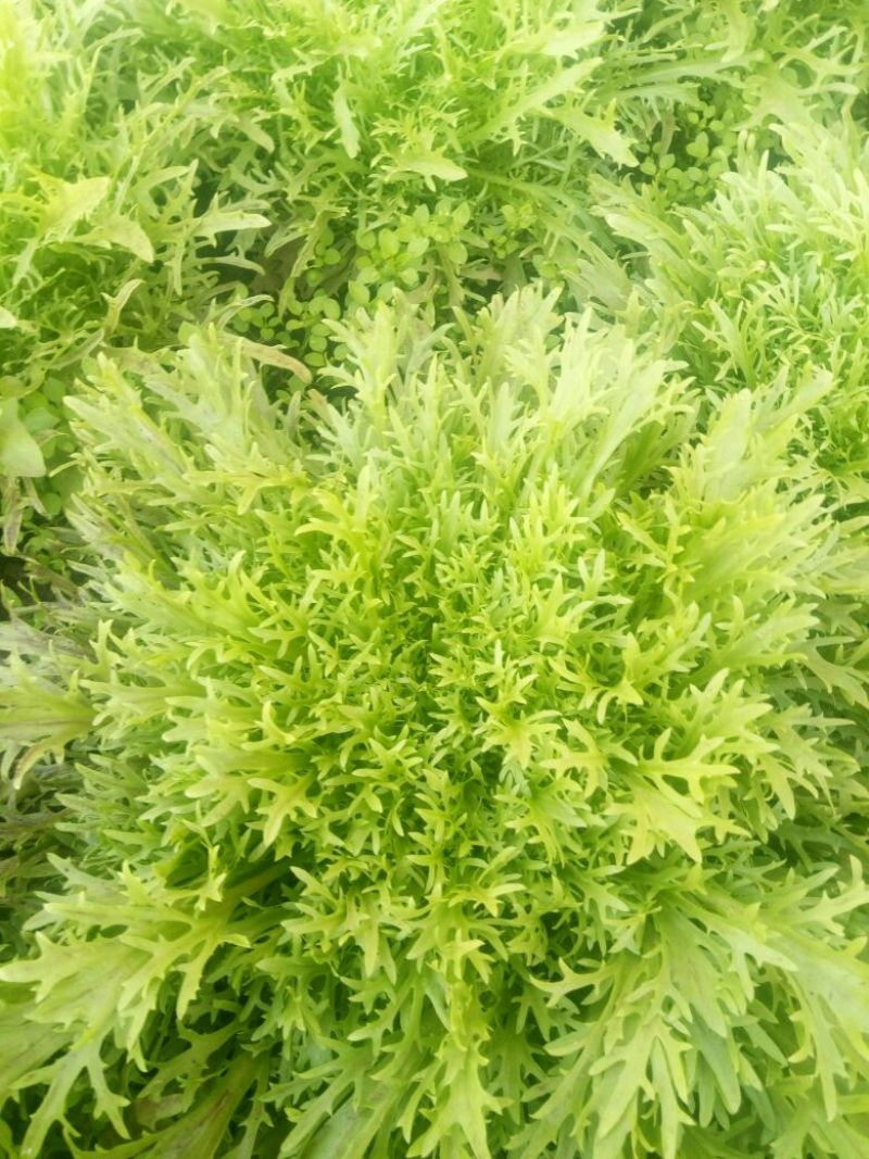 苦菊12~15cm