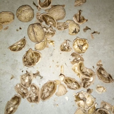 商南核桃25mm以下去皮干