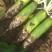 白萝卜