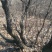 黄栌6~8cm3~3.5m