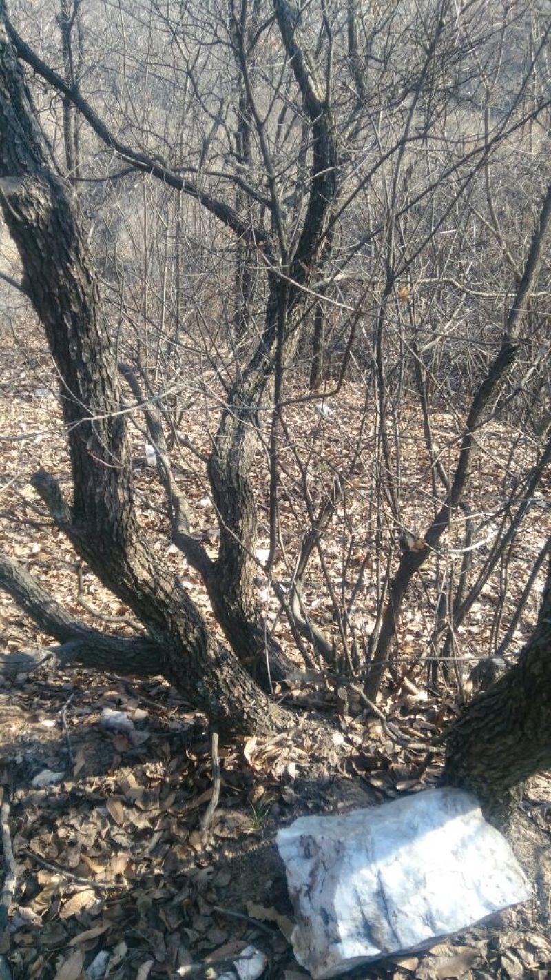 黄栌6~8cm3~3.5m
