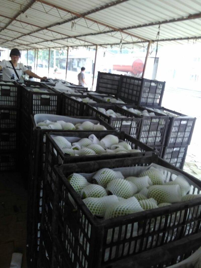 绿宝石梨纸袋250~300g一手货源常年供应
