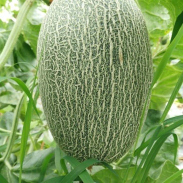 西州蜜瓜3斤以上长圆形
