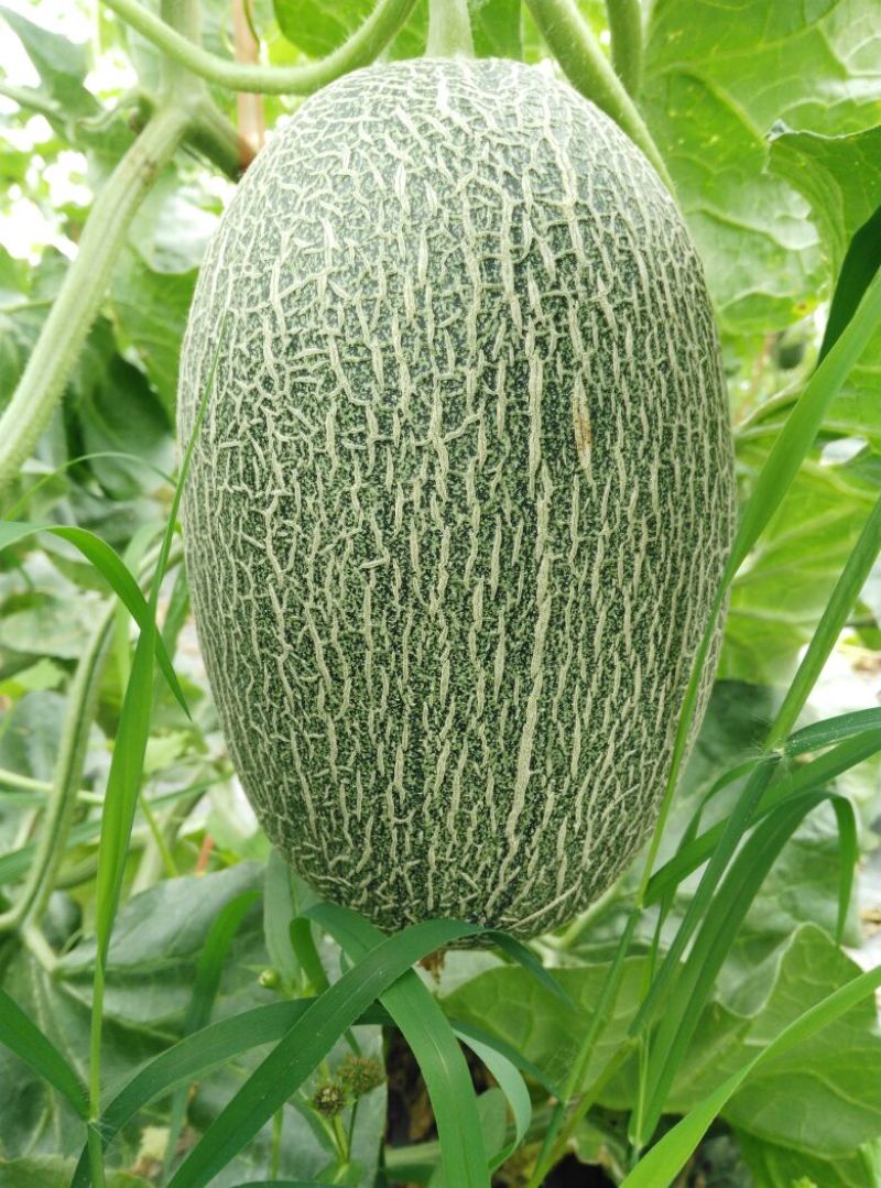 西州蜜瓜3斤以上长圆形
