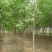 国槐2~15cm10~12cm3米