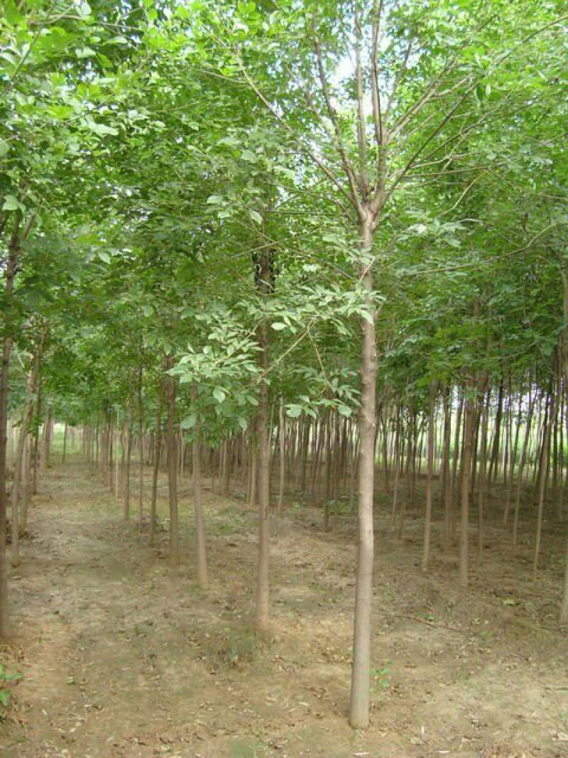 国槐2~15cm10~12cm3米