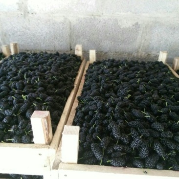 桑葚3~4cm