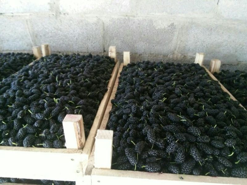 桑葚3~4cm