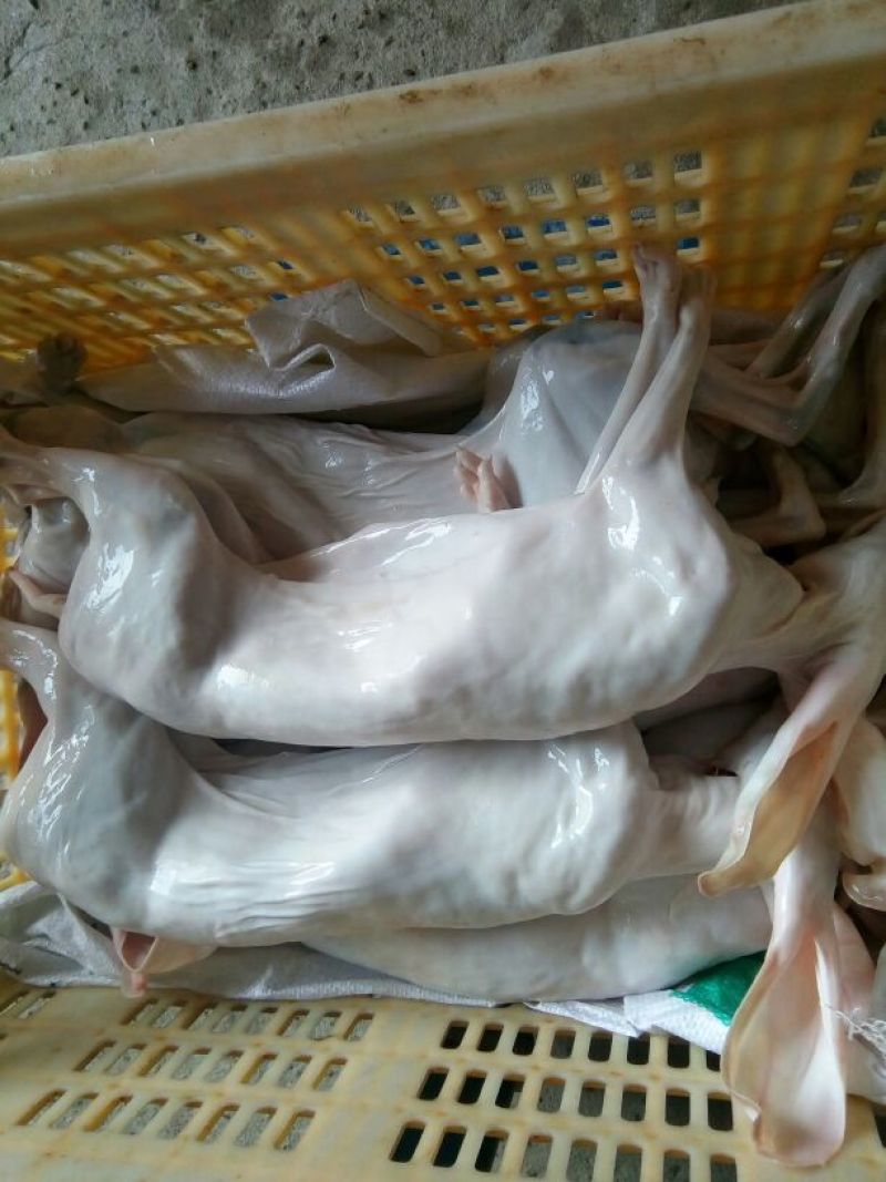 肉兔3~5