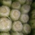 北京新三号白菜4~6斤