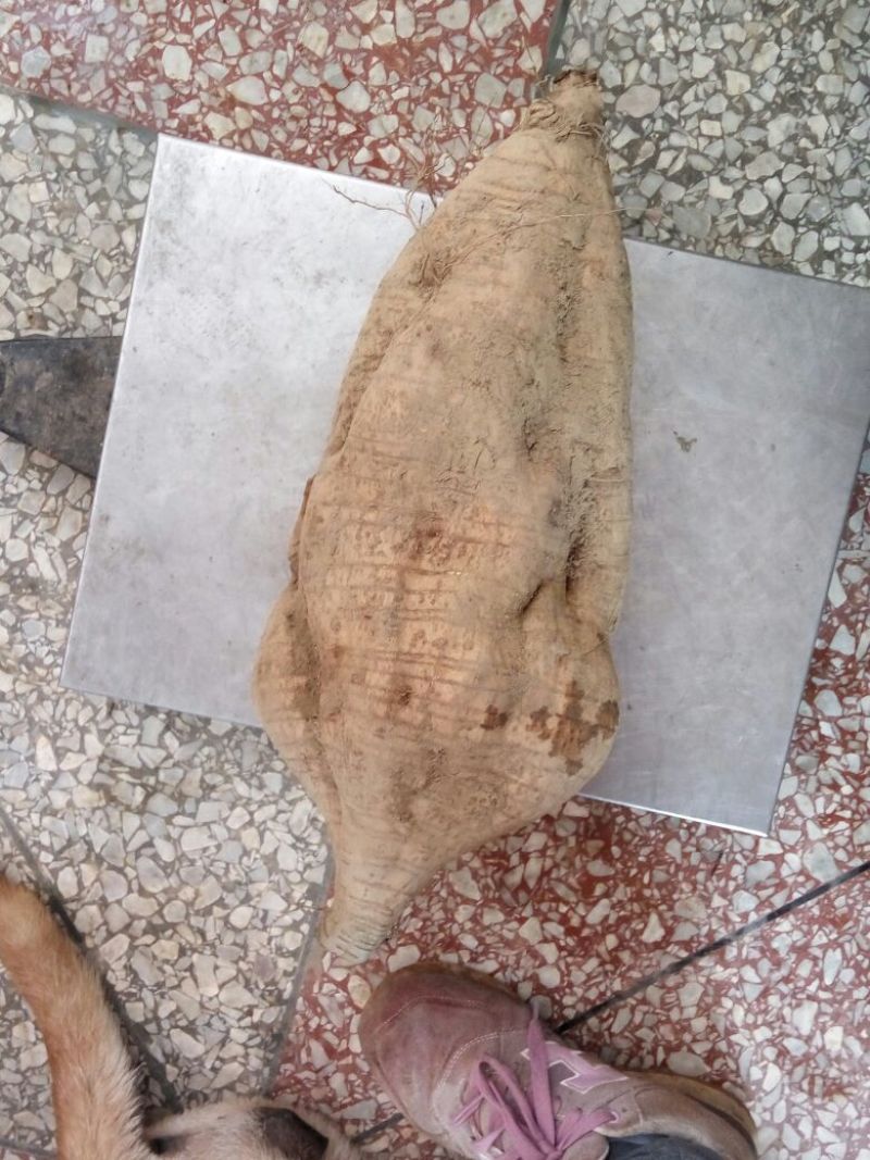 葛根无渣粉葛食材葛根菜葛