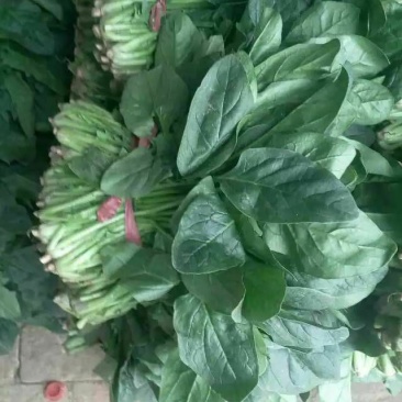 菠菜