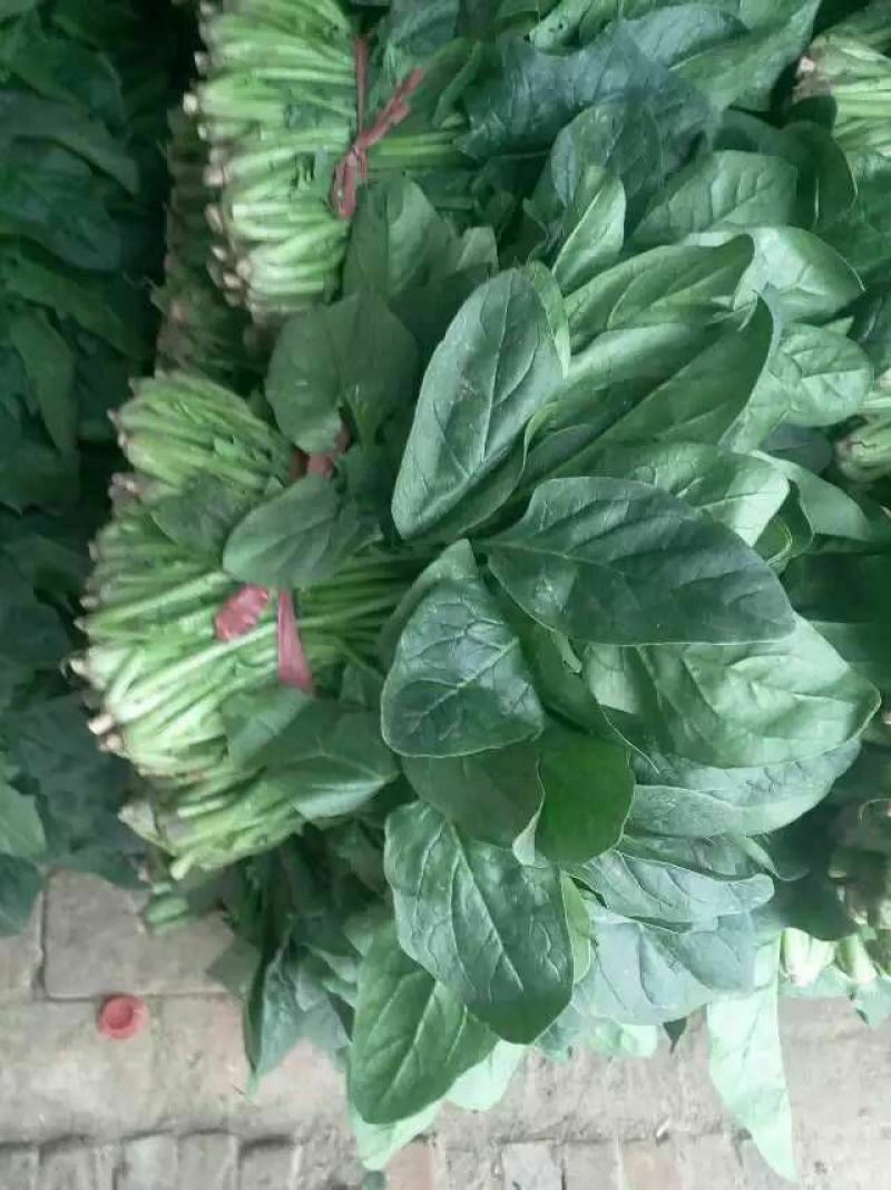 菠菜