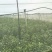 默科特果苗80~120cm