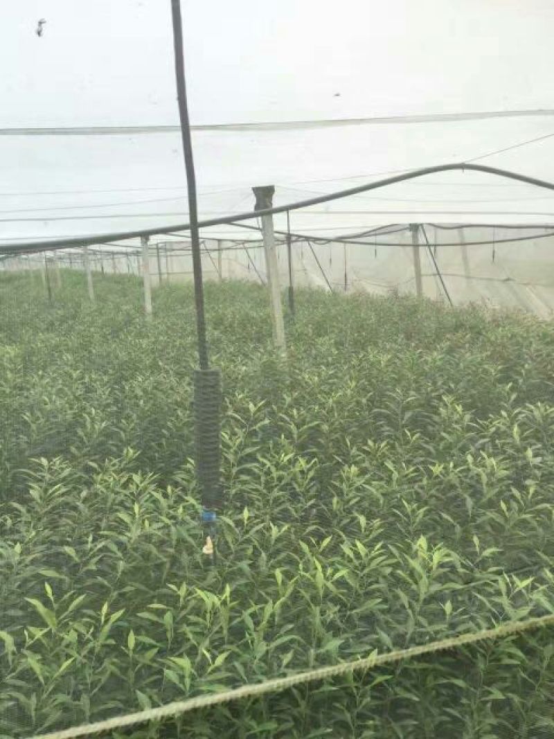 默科特果苗80~120cm