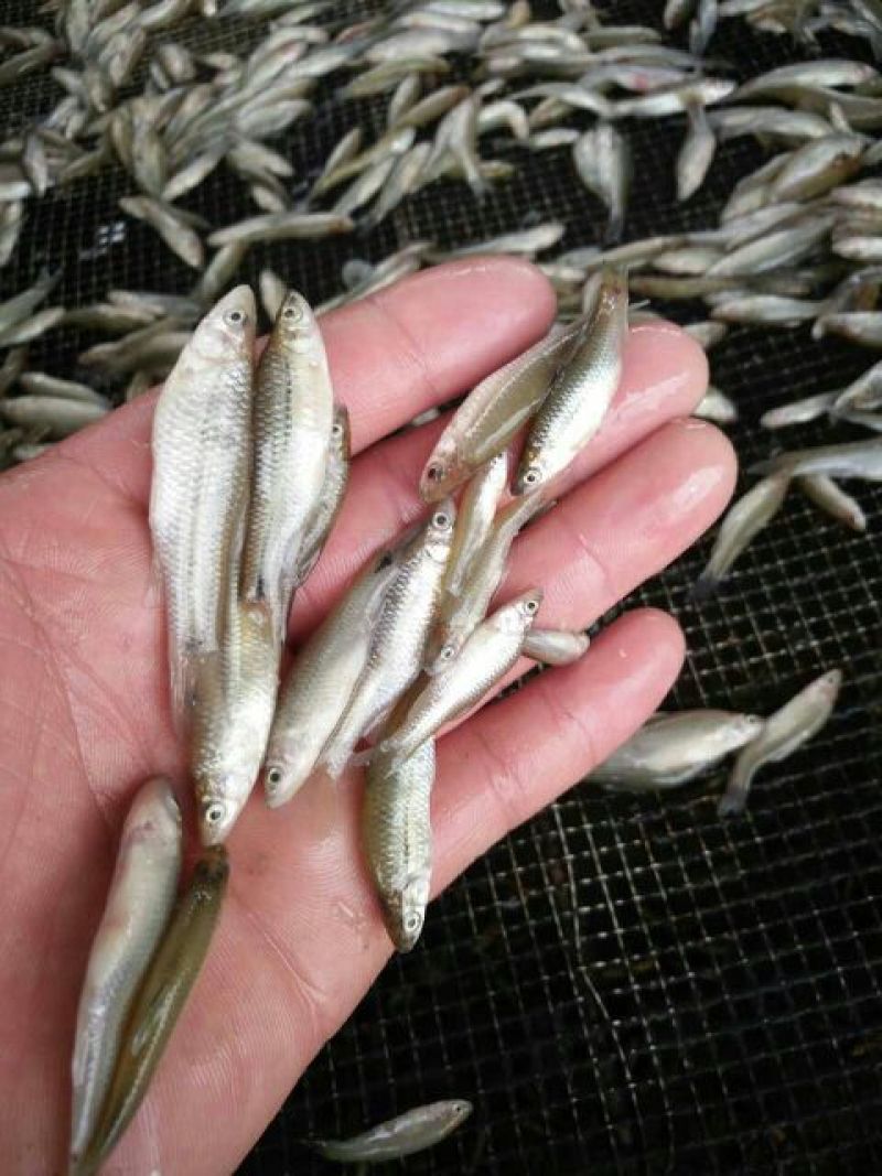 麦穗鱼