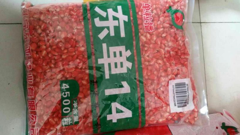 玉米种子