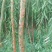 垂柳6~8cm