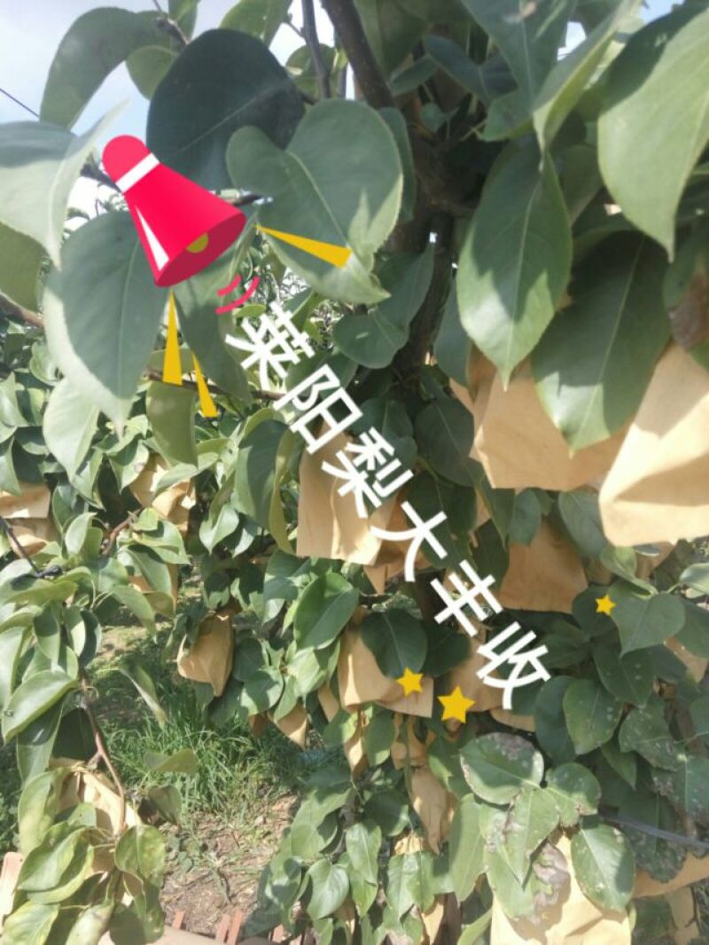 丰水梨350~400g纸袋