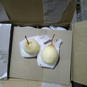 鸭梨250~300g纸箱