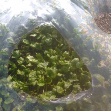 大叶菠菜