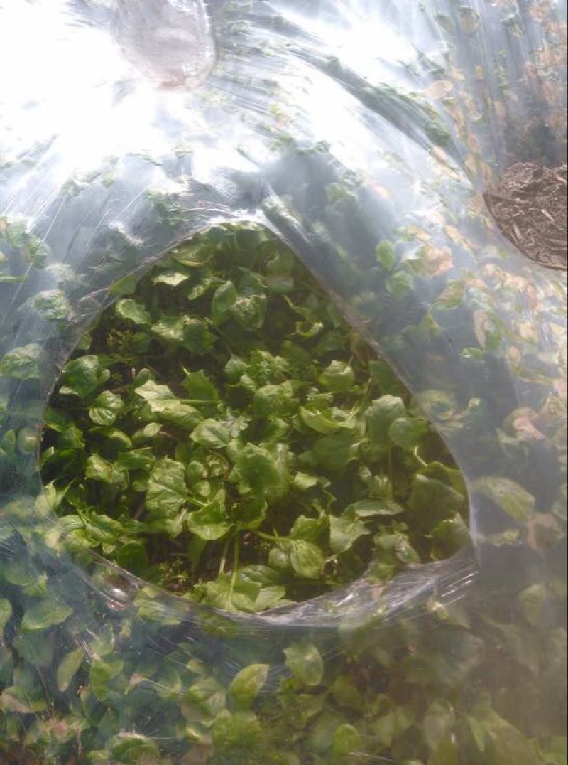 大叶菠菜
