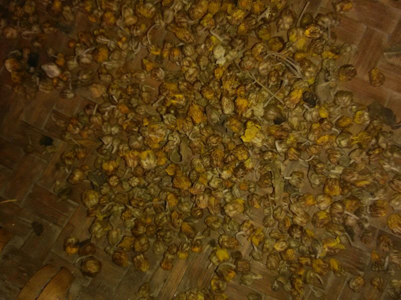 野菊花颗粒