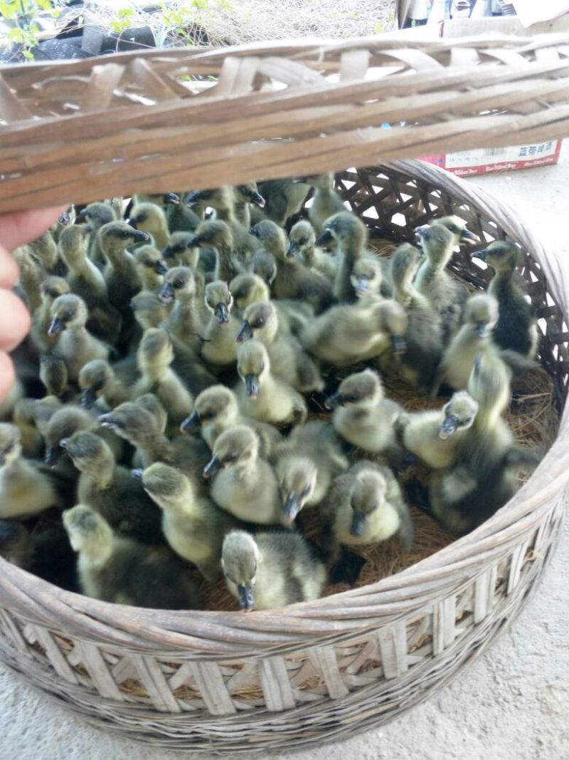 乌錝鹅苗250g以下