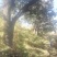 柿树20cm以上20cm以上4米以上