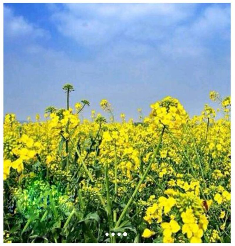 菜油
