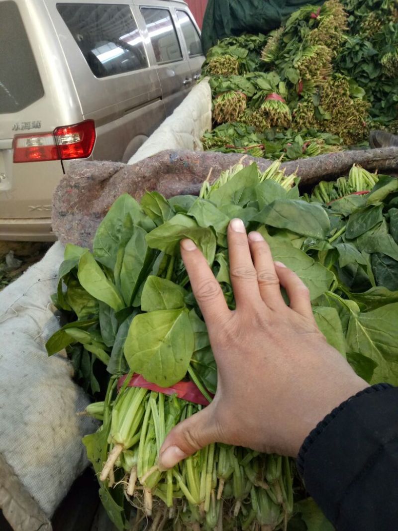 大叶菠菜15~20厘米