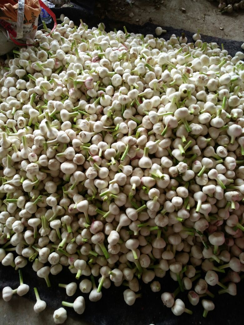 鲜蒜河南开封杞县_批发_供应-一亩田农业网_专