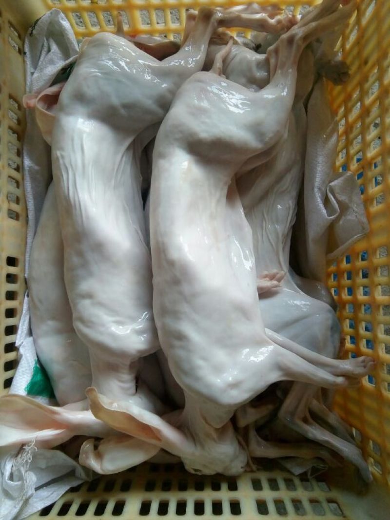 肉兔3~5