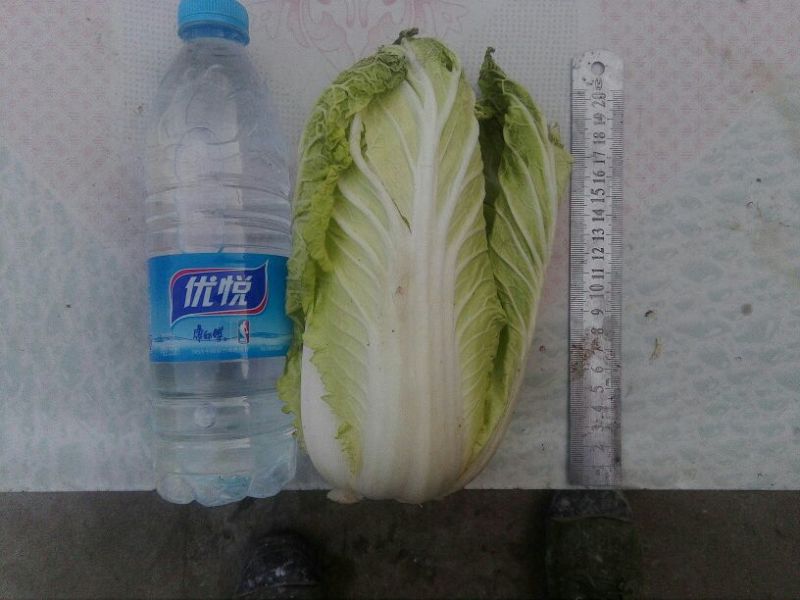 大白菜