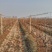 葡萄树1.1~1.5m各种规格齐全淘汰葡萄树苗大量