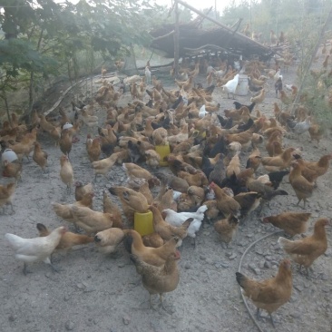 绿壳鸡蛋食用50g以下