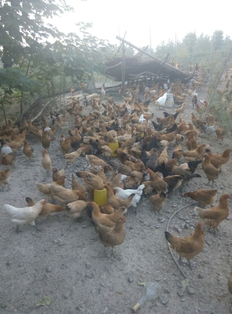 绿壳鸡蛋食用50g以下