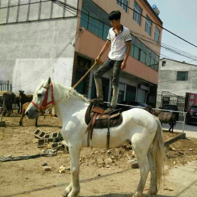阿拉伯马