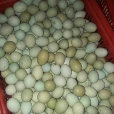 绿壳鸡蛋食用50g以下