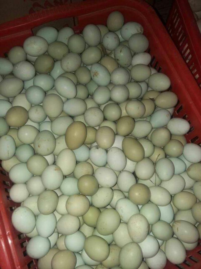 绿壳鸡蛋食用50g以下