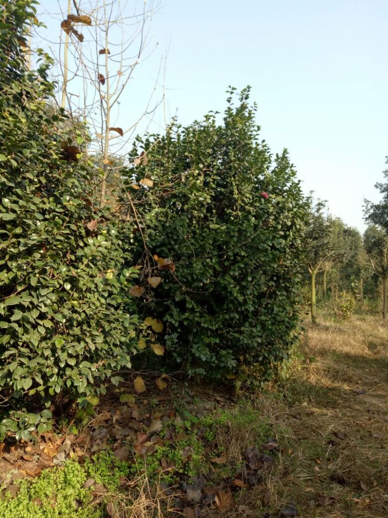 茶花树20~30cm