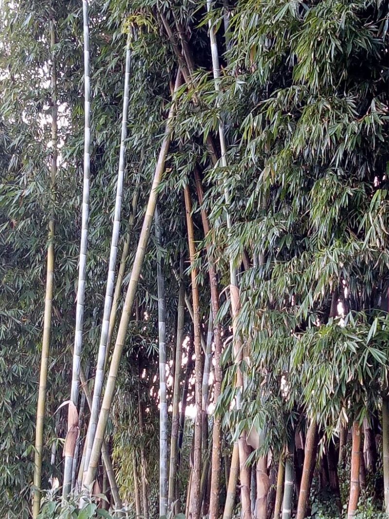 苦竹14~15m