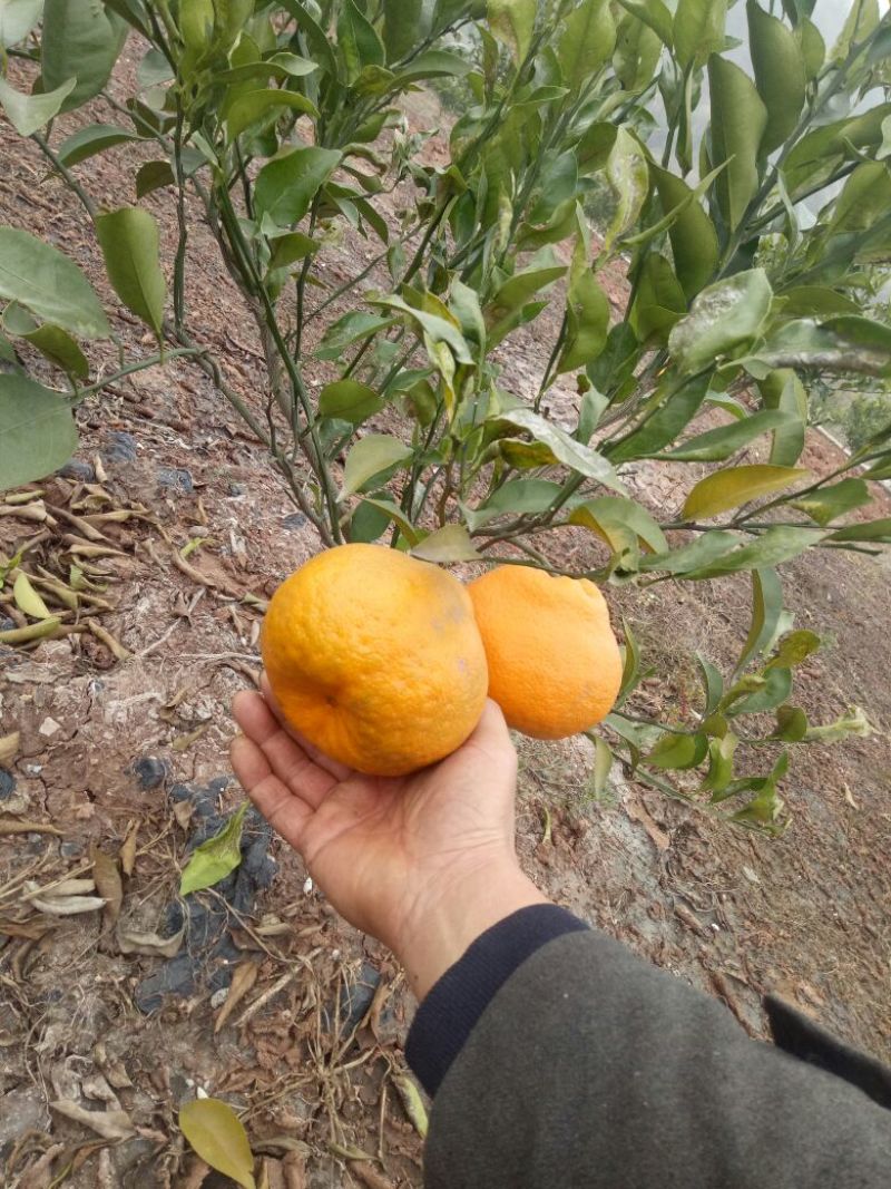 大雅柑1号柑桔苗30~50cm