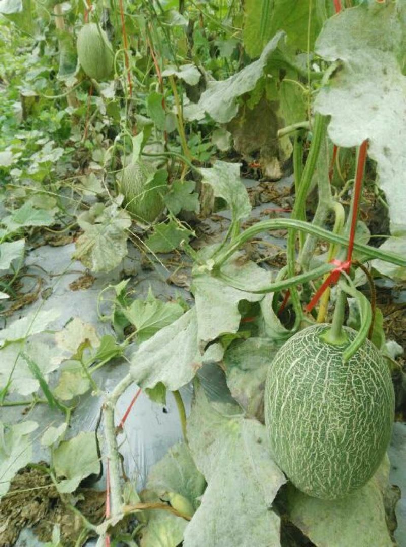 西州蜜瓜2斤以上椭圆形